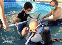 Rettungsaktion für einen gestrandeten Streifendelfin, Foto: PROMAR