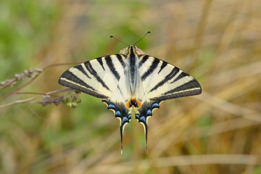 NABU-Segelfalter_Iphiclides-podalirius_-Scarce-Swallowtail-7462-2014-06-16.jpg