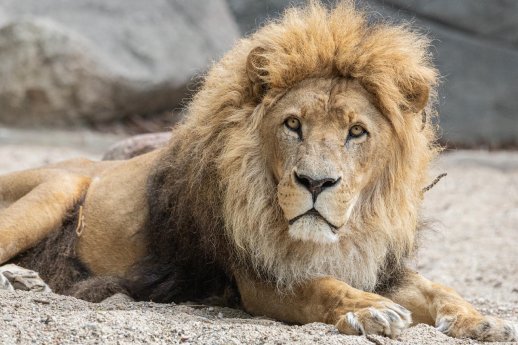 LS_Löwe Nawiri im Tierpark Hagenbeck_quer.jpg