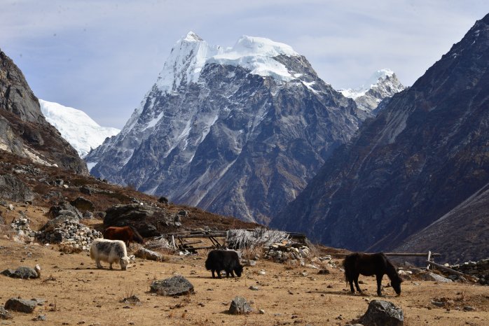 Hauser Exkursionen_Climate Trek Nepal - grasende-yaks-vor-langshisha-ri.jpg