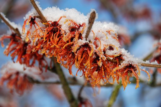 Park_der_Gaerten___Hamamelis_im_Frostkleid_300dpi.jpg