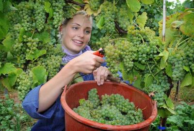 Hauptweinlese 2017 startet ungewöhnlich früh