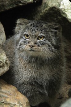 Manul_Zoopark Chomutov_Miroslav Brtnický.jpg