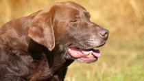 Dein Hund leidet unter Arthrose? Lies jetzt unsere 10 besten Tipps!