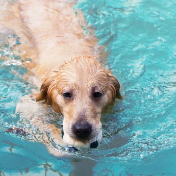 blog-emmi-pet-hund-schwimmt-im-see-katze-spielt-mit-wassersprinkler-hund-und-katze-im-planschbe.webp