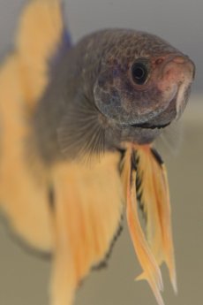 Koi und Aquaristik 5.jpg