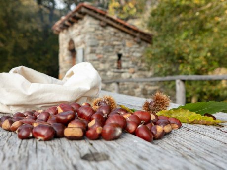 Low quality-Selva Castanile Vezio-Copyright Ticino Turismo - Foto Luca Crivelli;.jpg