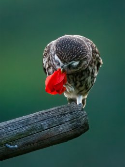 Steinkauz Hannes Bonzheim.jpg