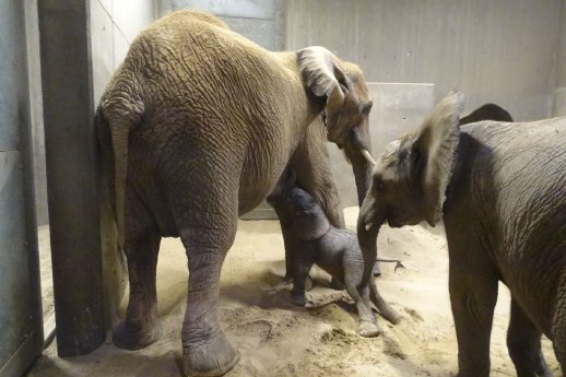 Die Elefantenfamilie Tamika (vorn), Tana (links) und neugeborenes Kalb im Bergzoo Halle.jpg