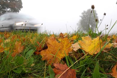 Beinahe so rutschig wie Schnee: nasses Laub