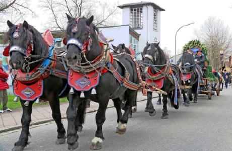 Attraktion beim traditionellen Festumzug zum Auftakt der Bad Füssinger Bier-Spezialitäten-Woche: die aufwendig geschmückten Brauereigespanne. Foto: Kur- & GästeService Bad Füssing