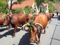 Viehaustrieb in Wildemann (c) C.Schmottlach-GLC-AG