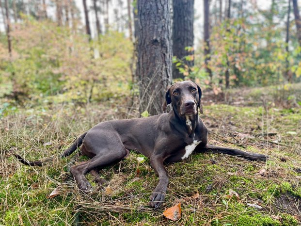 Dogsitting_1 ©CARAVANSEREI.jpeg