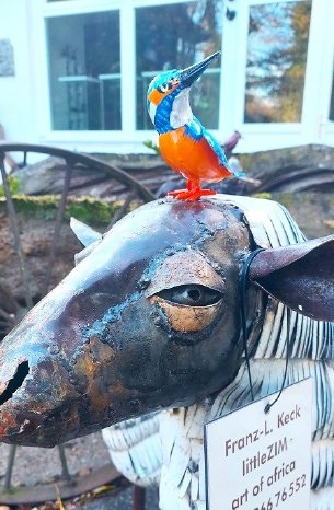 Eisvogel auf Schaf 9.11.23-1.jpg