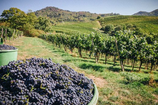 Reben_Trauben bei Offenburg_Badische Weinstraße © Chris Keller_Schwarzwald Tourismus.gif