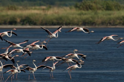 Flamingos-in-der-Saline-Ulcinj-(c)-Peter-Sackl.jpg