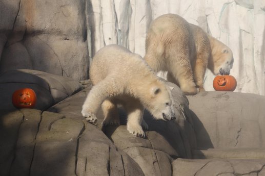 Eisbären im Eismeer_HAG.jpg