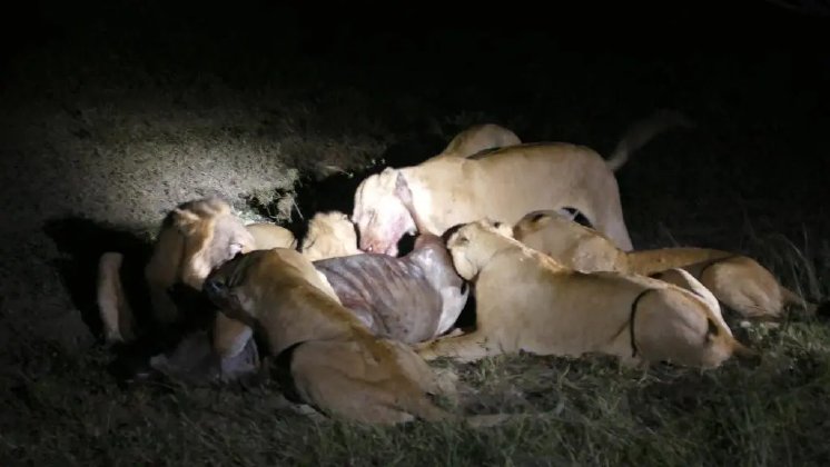 Lion Kill bei Nacht.webp