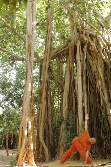Yoga unter dem 500 Jahre alten Banyan Tree im SwaSwara.jpg
