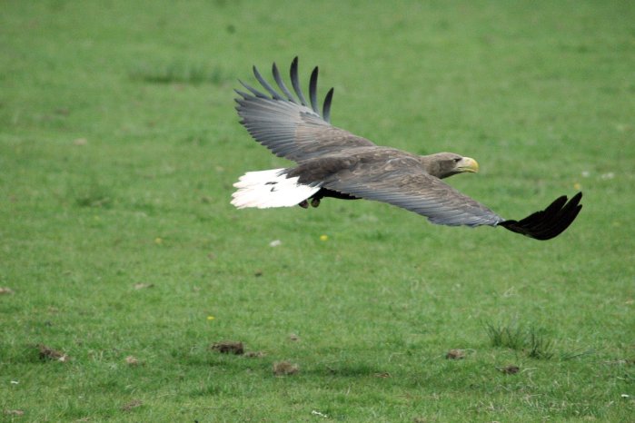 WPEekholt_Seeadler_FlugvorführungAltvogel3.jpg