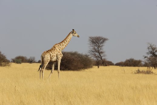 giraffe_etosha_namibia_martinsohn.jpg