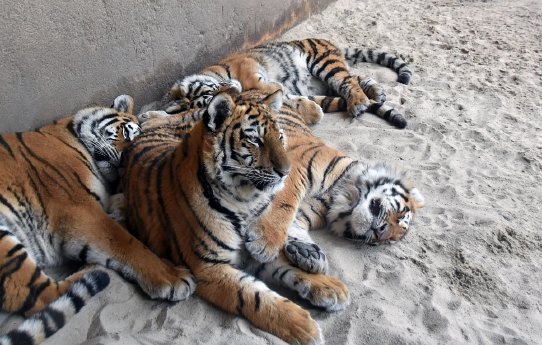 Streifengewusel - vier Tiger im Erlebnis-Zoo Hannover_Foto B. Zeller.jpg