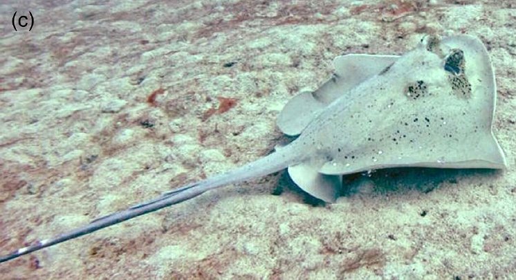 Fidschi-Maskenrochen Drawaqa, Island, Fidschi.jpg