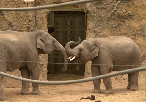 Elefanten Zoo.jpg