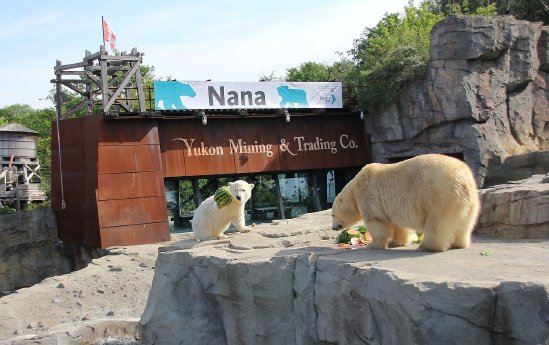 Die kleine Eisbaerin Nana bei ihrer Taufe - Erlebnis-Zoo Hannover.jpg