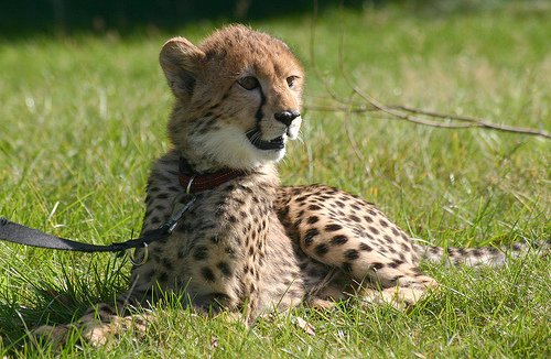 Gepardenkind Sahra, geboren in einem norddeutschen Zoo, ist eine Handaufzucht.jpg