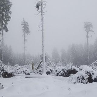 Schadensschwerpunkte im Harz und Solling