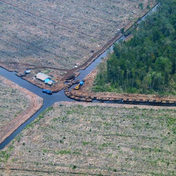 350-wwfid-282-APP-Riau-Abholzung-_c_-WWF-Indonesia-Riau-Project.jpg