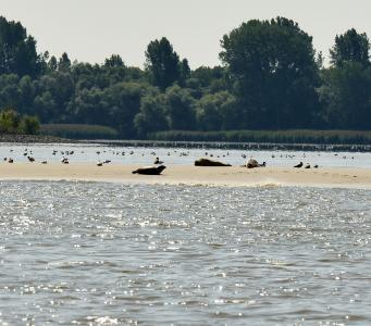 Kegelrobbe und zwei Seehunde bei Niedrigwasser auf einer kleinen Wattfläche im Mühlenberger Loch, Elbe, Hamburg, Copyright: Dr. Abbo van Neer