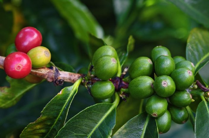 Panama_Kaffee-Bohnen.jpg