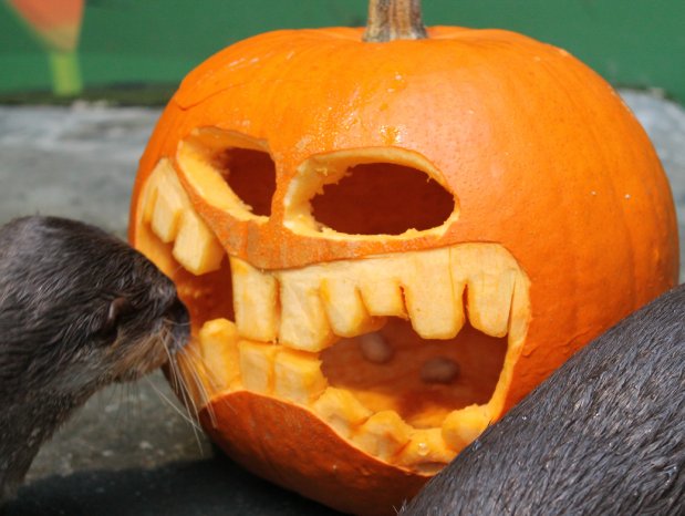 Halloween Kürbis Otter 1.jpg