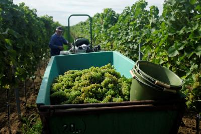 Weinlesebeginn III