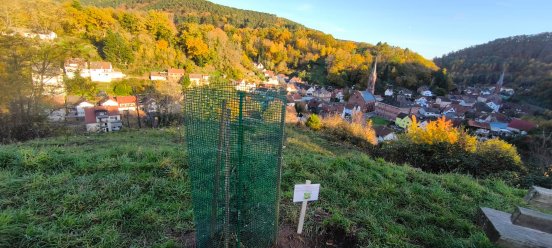 PM 2025_25 Birne mit Blick auf Weidenthal.jpg