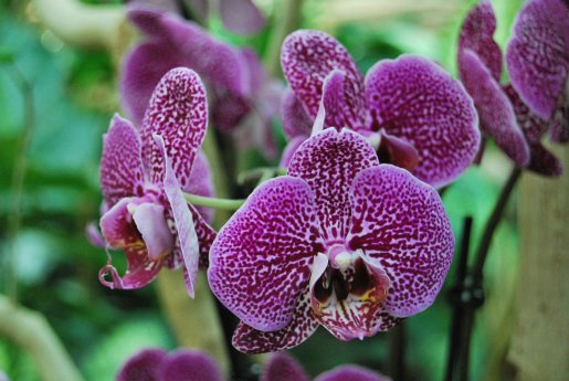 Bild_Orchideenblüte_(c)_Biosphäre.jpg