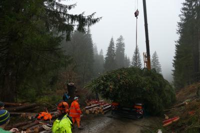 Ernte der XXL - Fichten beginnt