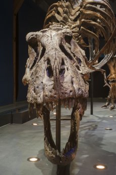 T. Rex im Museum Naturalis in Leiden. Quelle Leiden Marketing.jpg