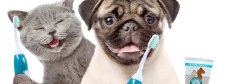 Hund und Katze mit emmi-PET Ultraschallzahnbürste