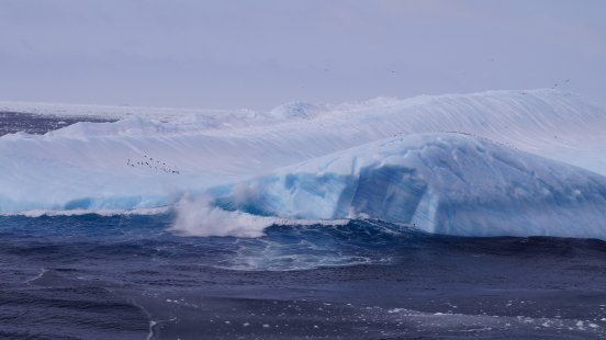 Adélie penguins on capsized iceberg in the Wedell sea, Antarctica (c)TorstenAlbrecht.JPG