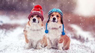 Ab wann friert mein Hund?