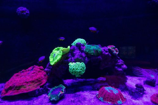 csm_06_MEERESMUSEUM_Korallenfluoreszenz_Foto_Anke_Neumeister_DMM_e80dd28bf1.jpg