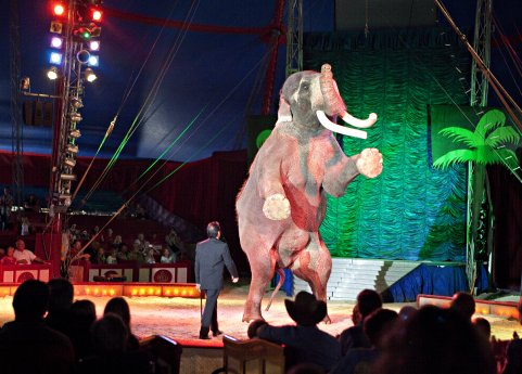 Elefant im Circus Krone_Manege © FOUR PAWS, Fred Dott.jpg