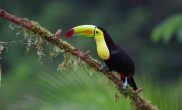 Eine neue Reise fuehrt Natur-und Tierfans nach Costa Rica klein.jpg