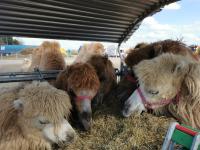 Safariland des Circus Maximum am Wunderland Kalkar / Bild: (c)Wunderland Kalkar