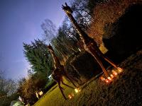 Lichterwald in Birkenried ab dem 4. Dezember