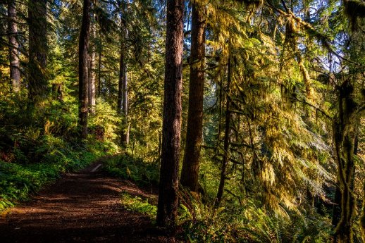 Hoh-Rainforest-Olympic-Np_credit-Edelweiss_Loren-Bedeli.jpg