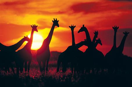 Giraffen im Krüger Nationalpark in Südafrika